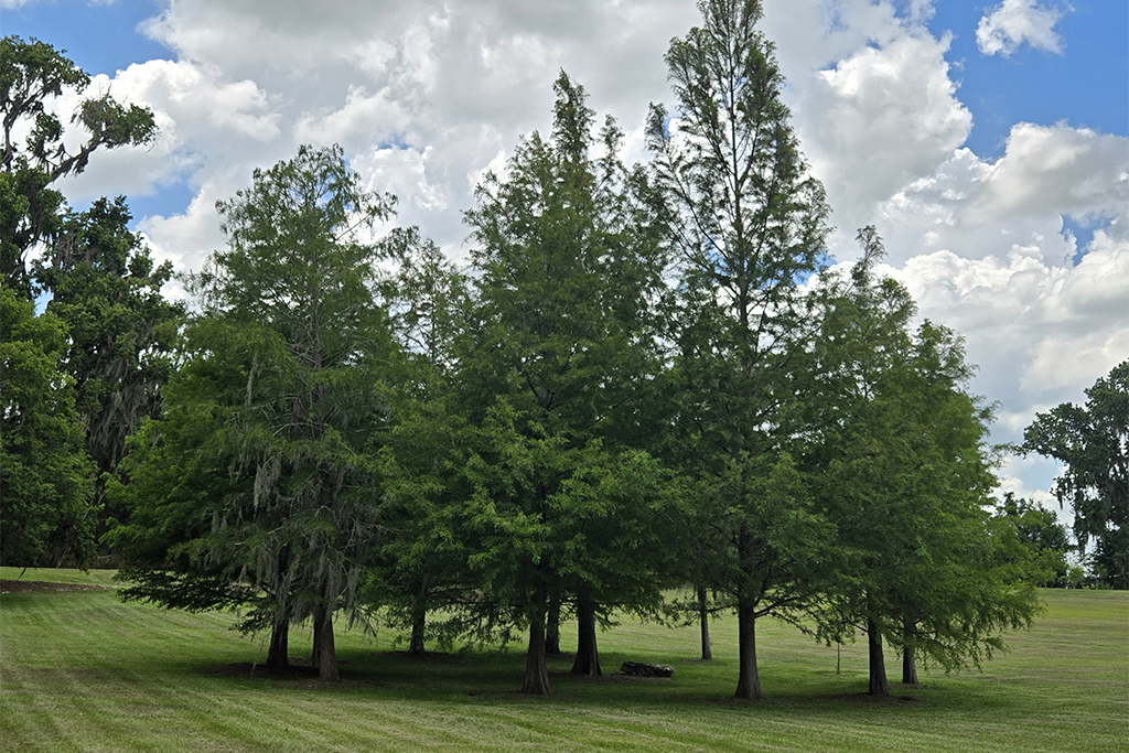 Cypress Circle3