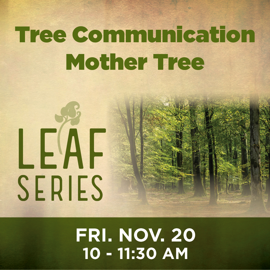 Series_Tree_Communication__Mother_Tree