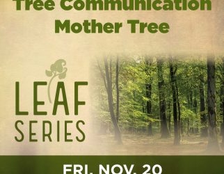 Series_Tree_Communication__Mother_Tree